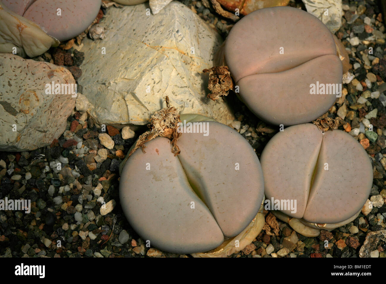 Lithops karasmontana var. mickbergensis, living stones, sassi viventi Stock Photo