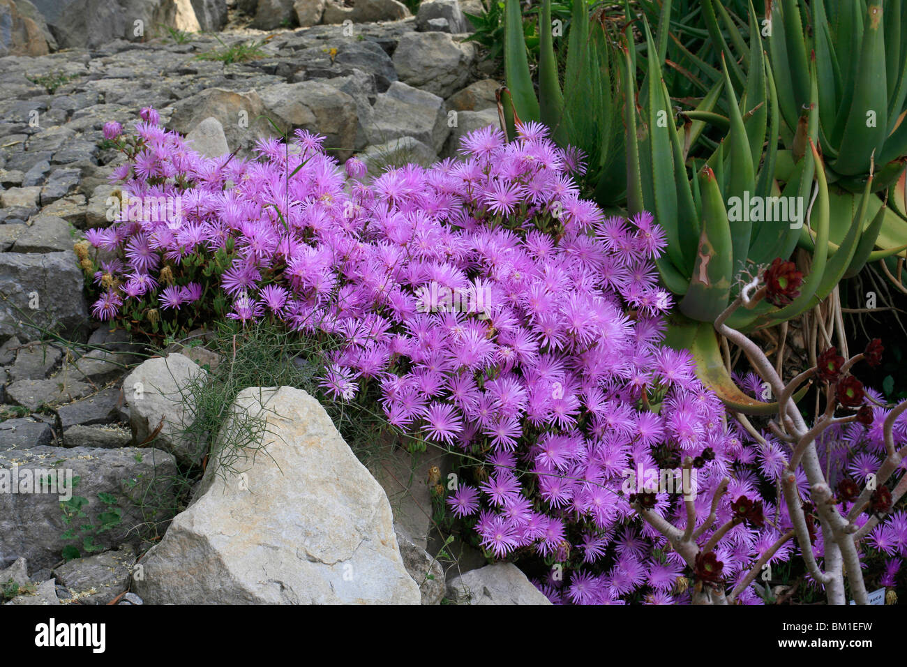 Lampranthus multiradiatus (L. roseus) Stock Photo