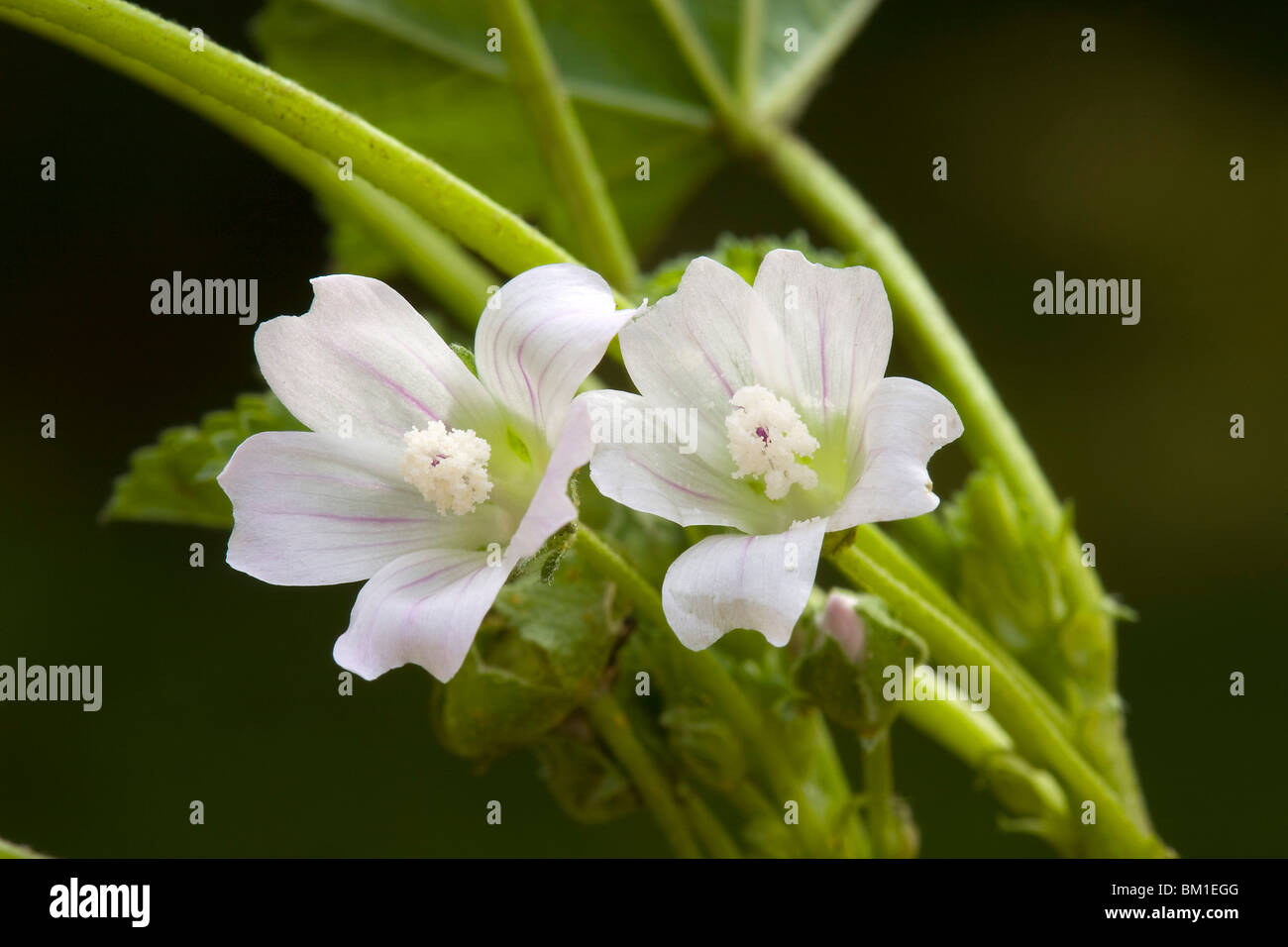 Malva neglecta, mallow, flowers, malva Stock Photo