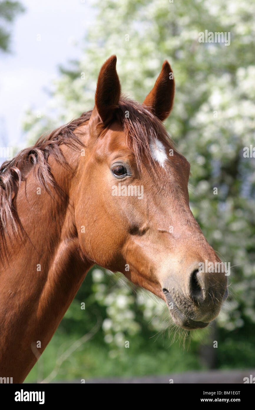 german riding horse portrait Stock Photo Alamy