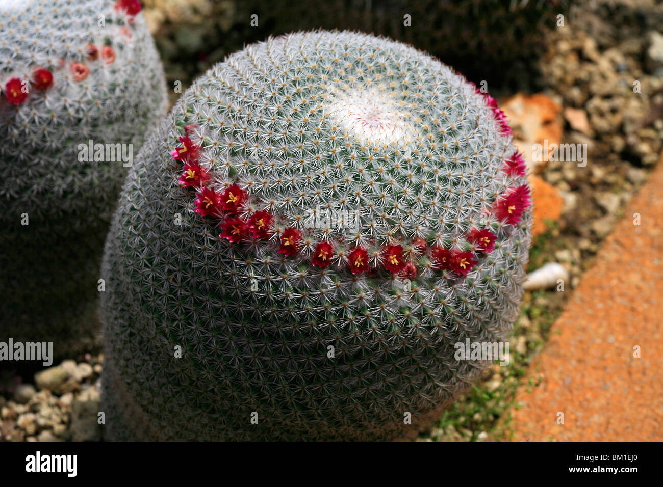 Mammillaria cactus in flower in hi-res stock photography and images - Alamy