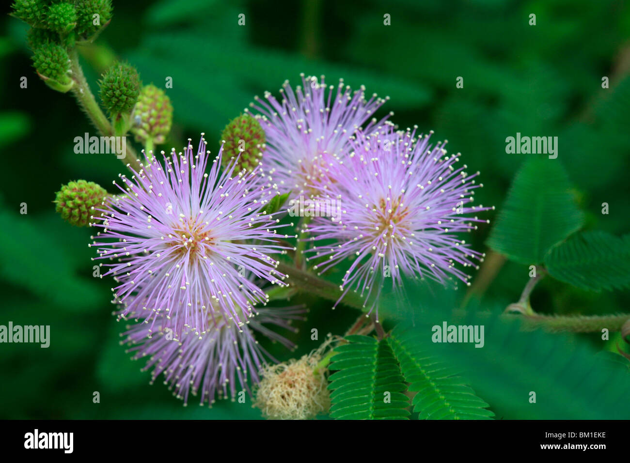 Mimosa polycarpa, sensitive plant Stock Photo