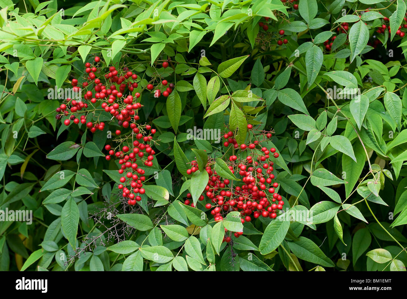 Nandina domestica, heavenly bamboo Stock Photo Alamy