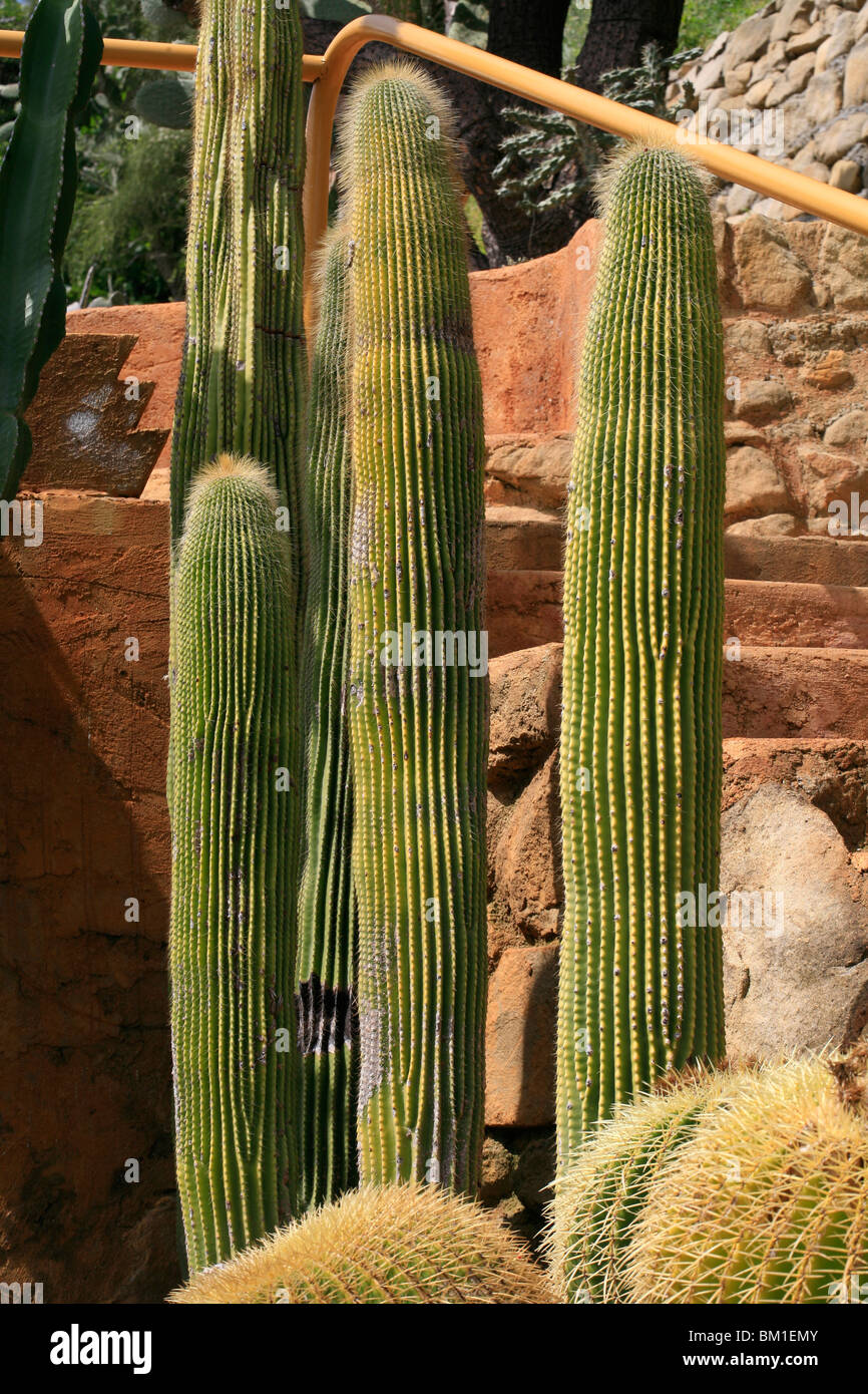 Neobuxbaumia polylopha, cactus Stock Photo