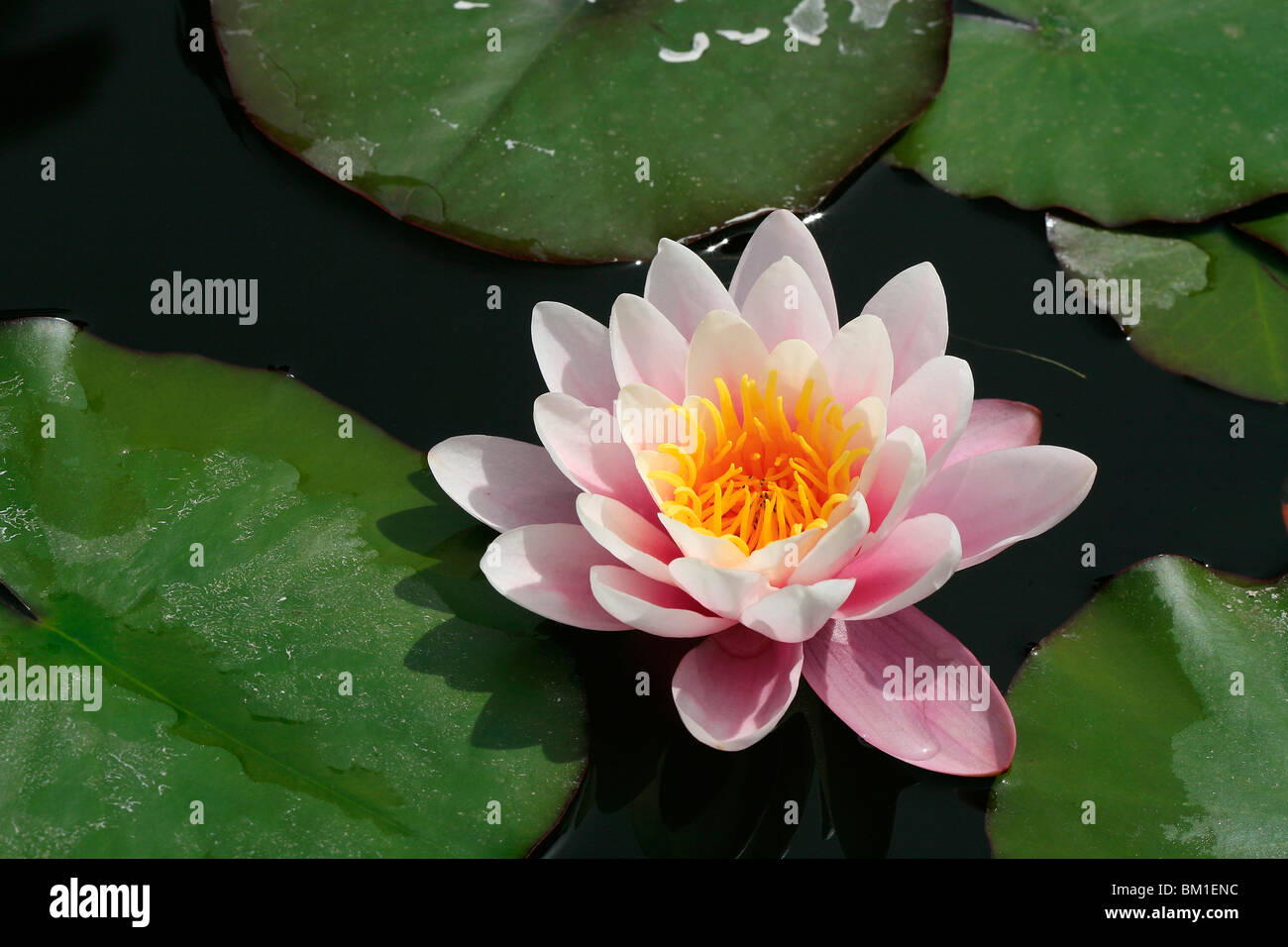 Nymphaea 'Anna Epple', water lily, ninfea Stock Photo