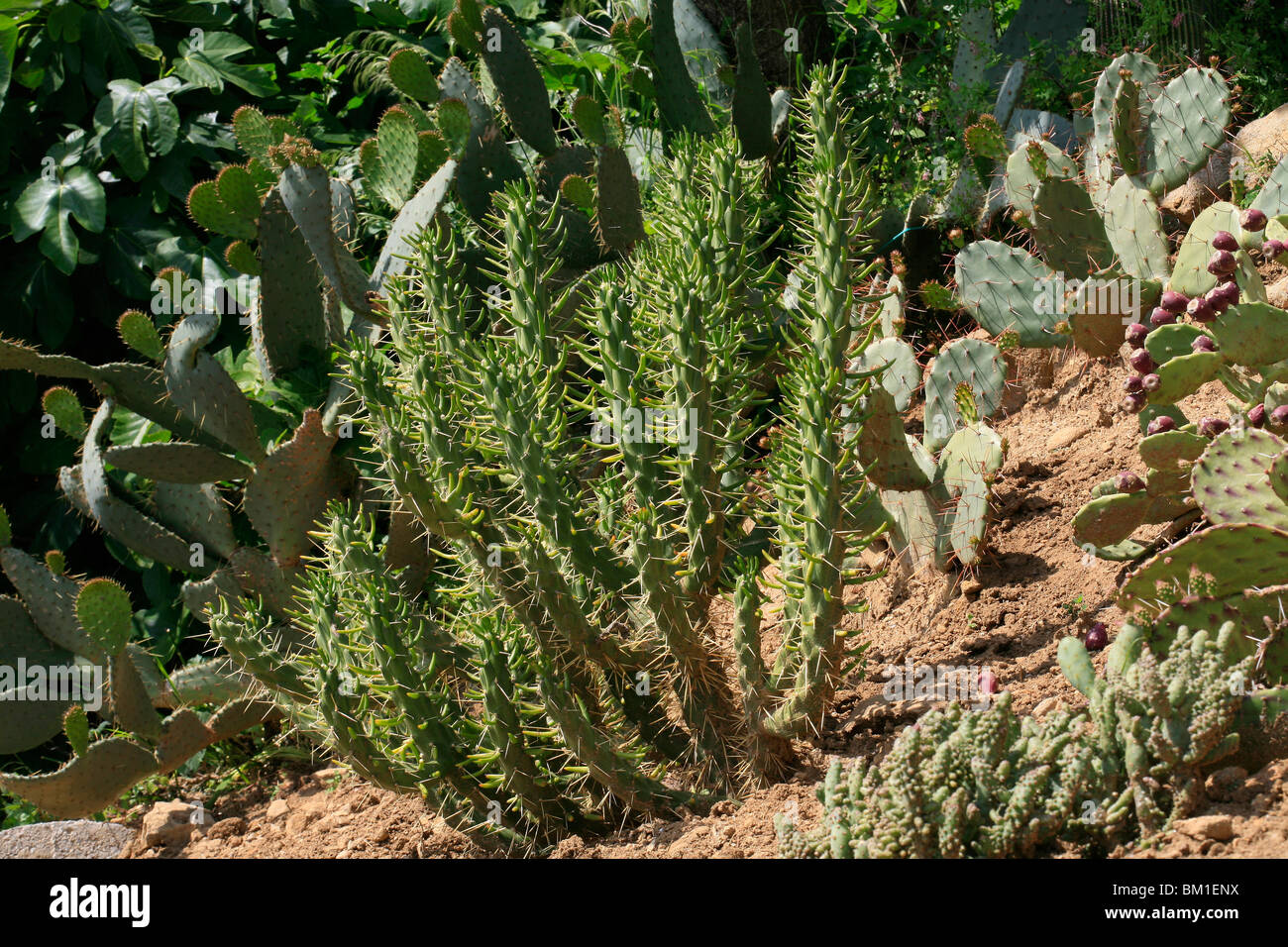 Opuntia subulata, cactus Stock Photo