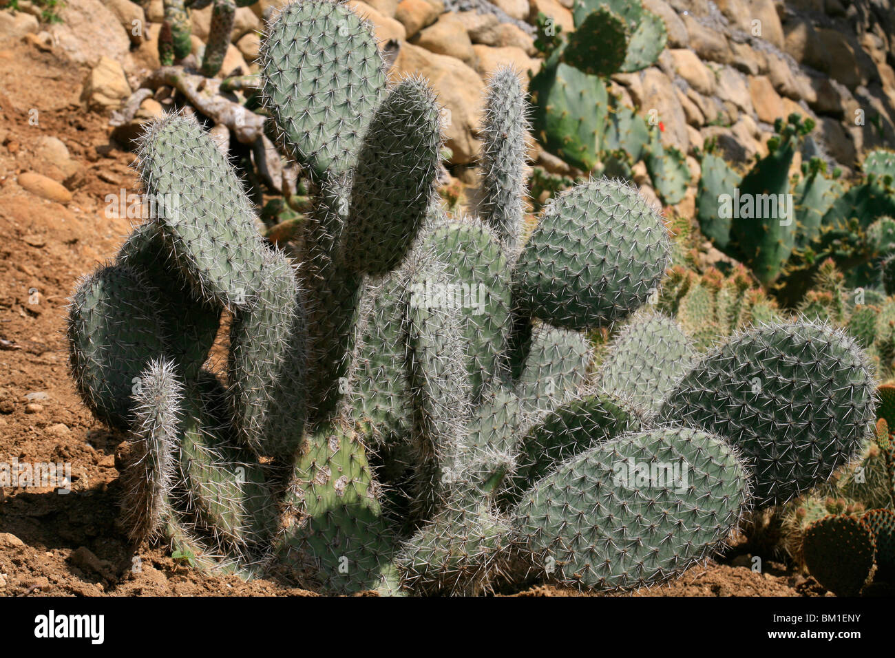 Opuntia pilifera, cactus Stock Photo
