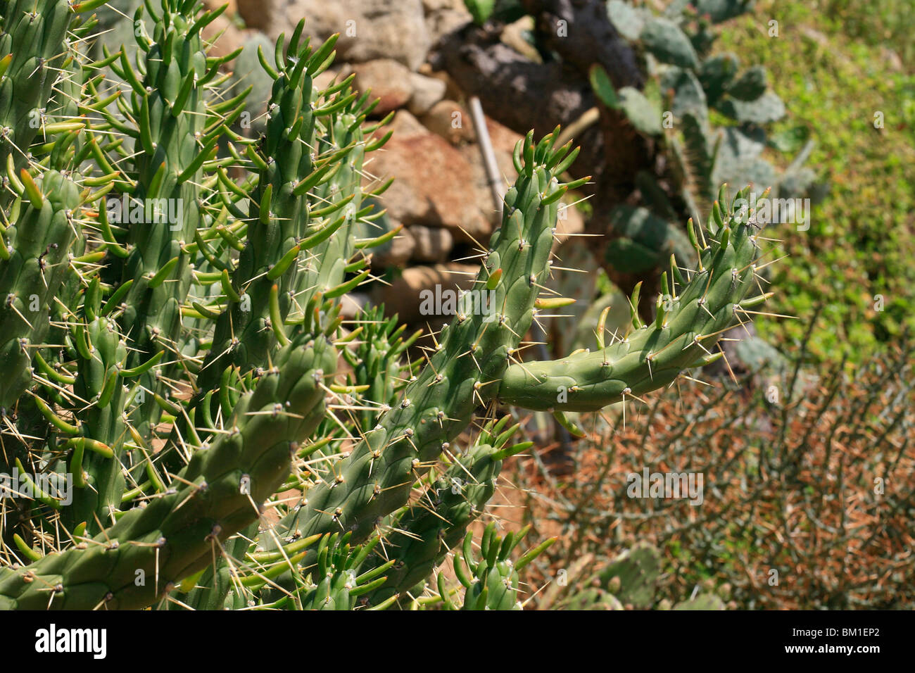 Opuntia subulata, cactus Stock Photo