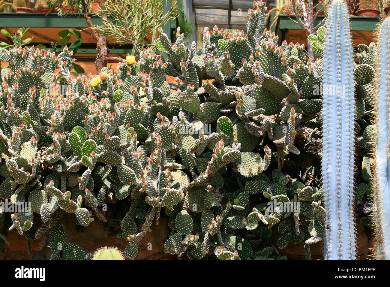 Opuntia microdasys var. albispina, cactus Stock Photo