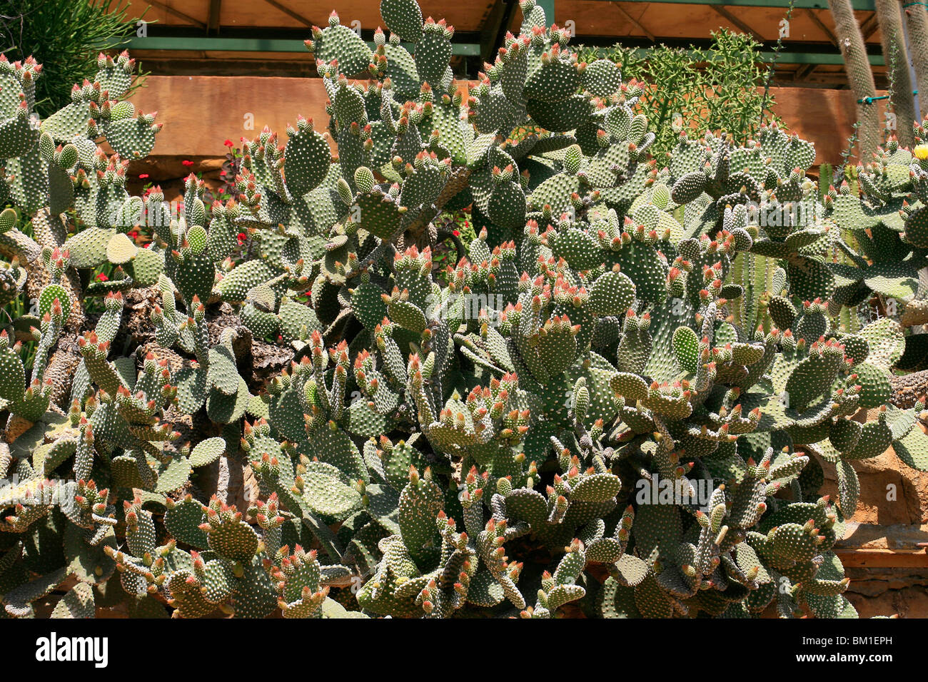 Opuntia microdasys var. albispina, cactus Stock Photo