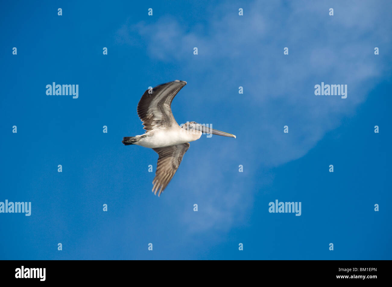 Pelicans in flight, Sanibel Island, Gulf Coast, Florida, United States of America, North America Stock Photo