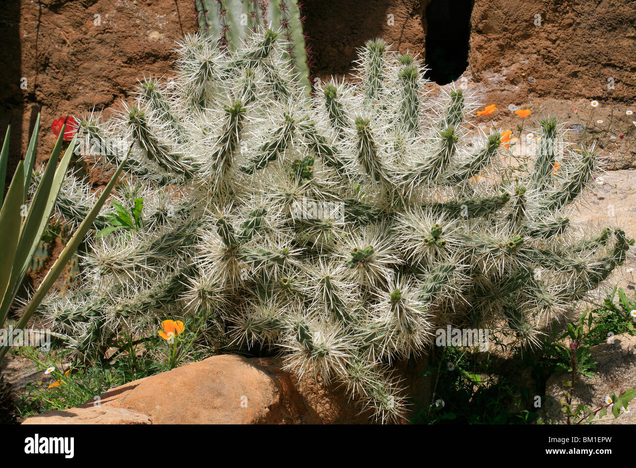 Opuntia tunicata, cactus Stock Photo - Alamy