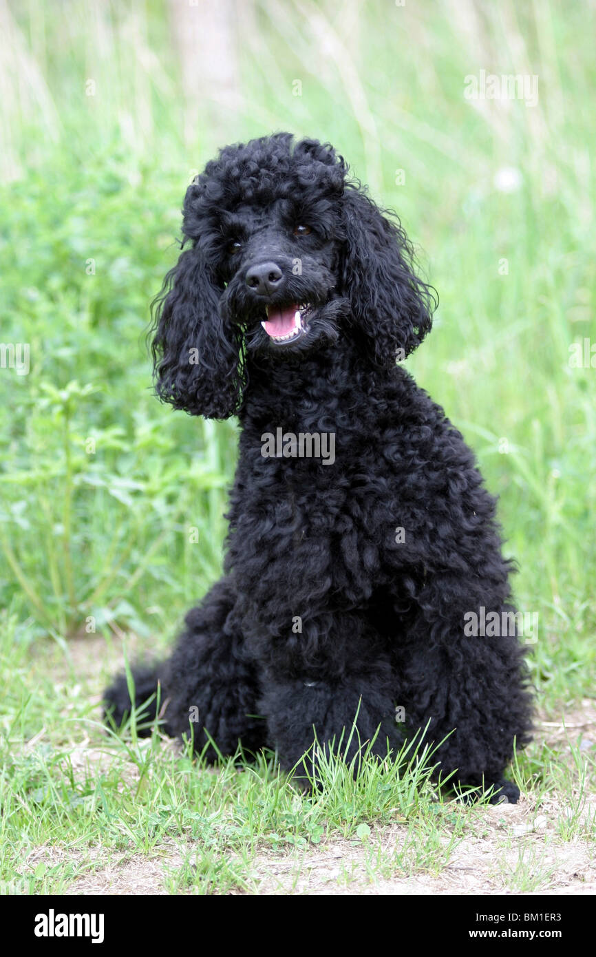 sitting black poodle Stock Photo - Alamy