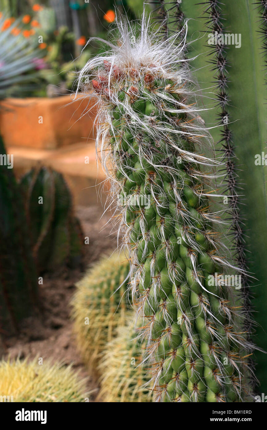 Oreocereus celsianus, cactus Stock Photo