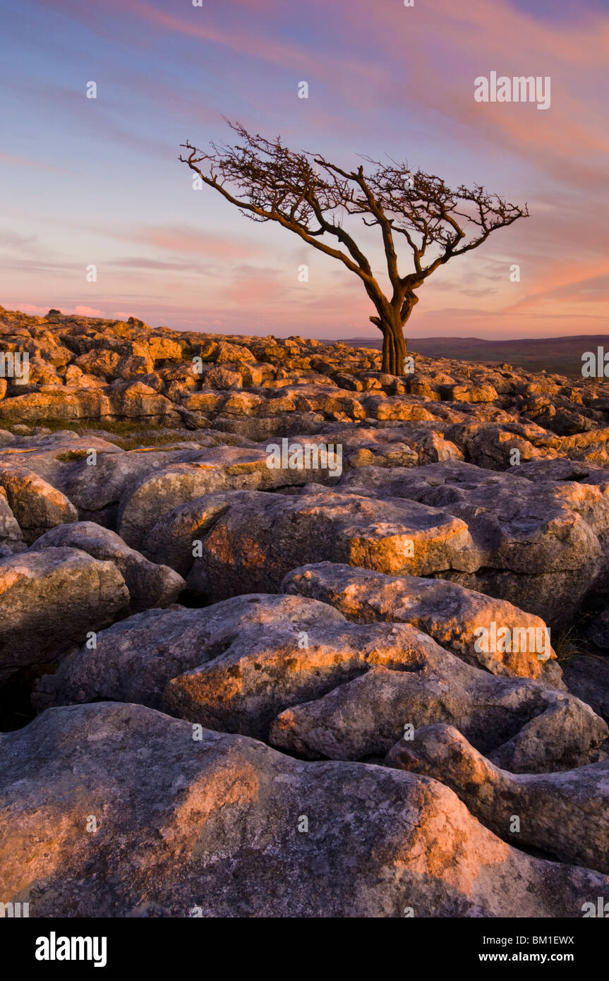 Twisted tree, Twistleton Scar End, Ingleton, Yorkshire Dales National Park, England, United Kingdom Stock Photo