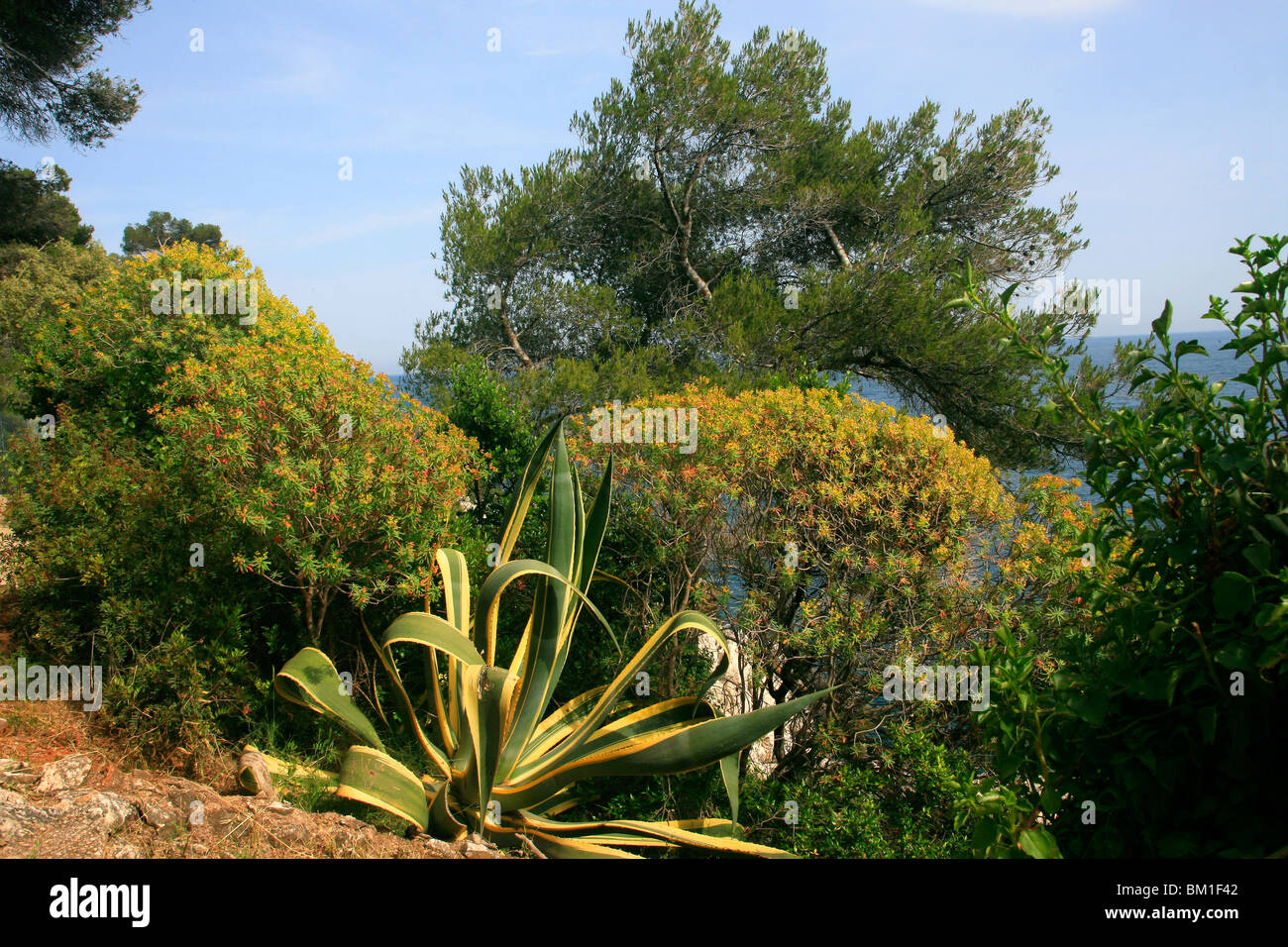 Agave americana 'Marginata', Euphorbia dendroides and Pinus sp. Stock Photo