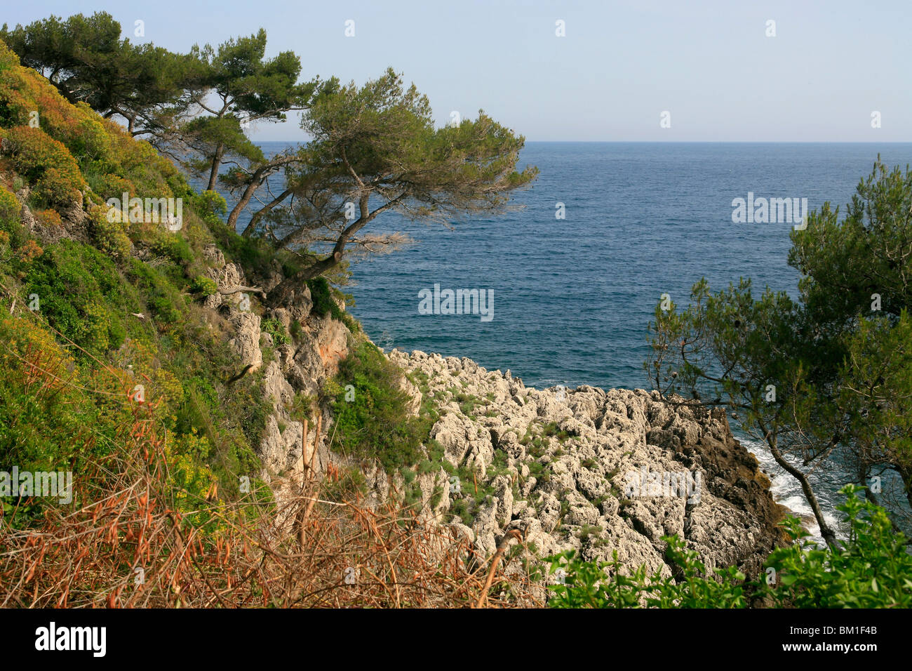 Euphorbia dendroides and Pinus sp. on the seashore Stock Photo