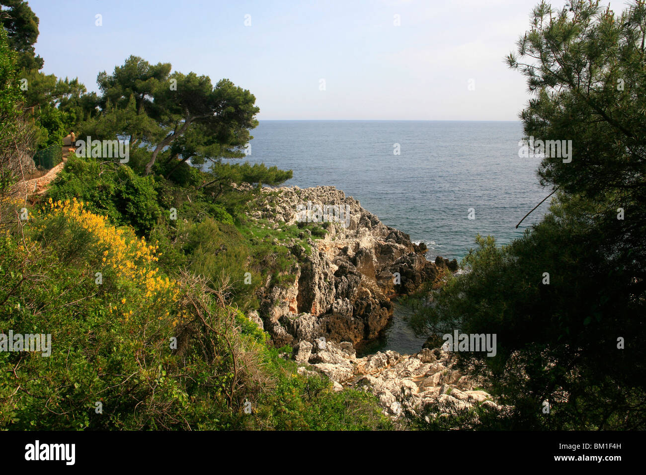 Pinus sp. and Spanish broom on the coast near Nice, France Stock Photo