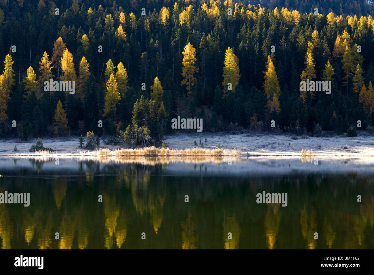 Little lake and pine forest near St. Moritz, Engadina, Switzerland Stock Photo