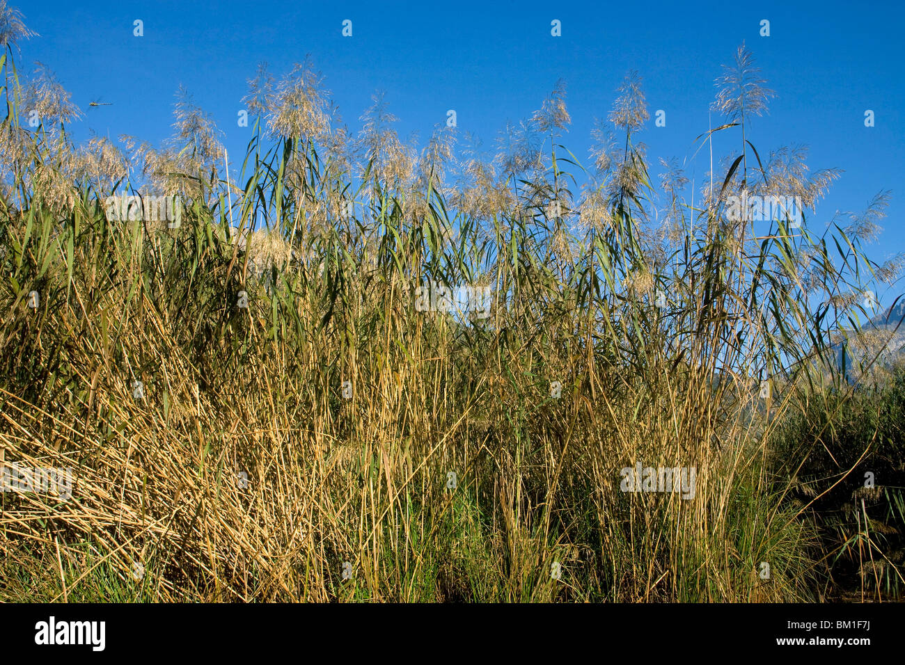 Phragmites australis (P. communis), common reed, canna di palude Stock Photo