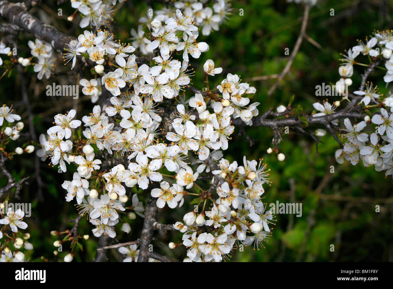 Pruno selvatico hi-res stock photography and images - Alamy