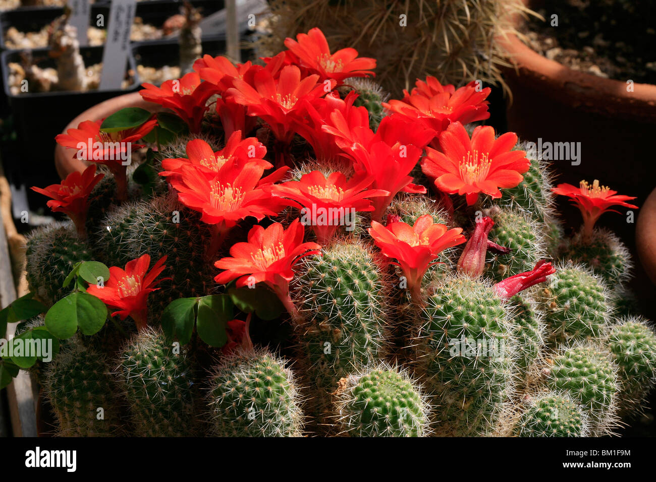 Rebutia, hybrid, cactus Stock Photo