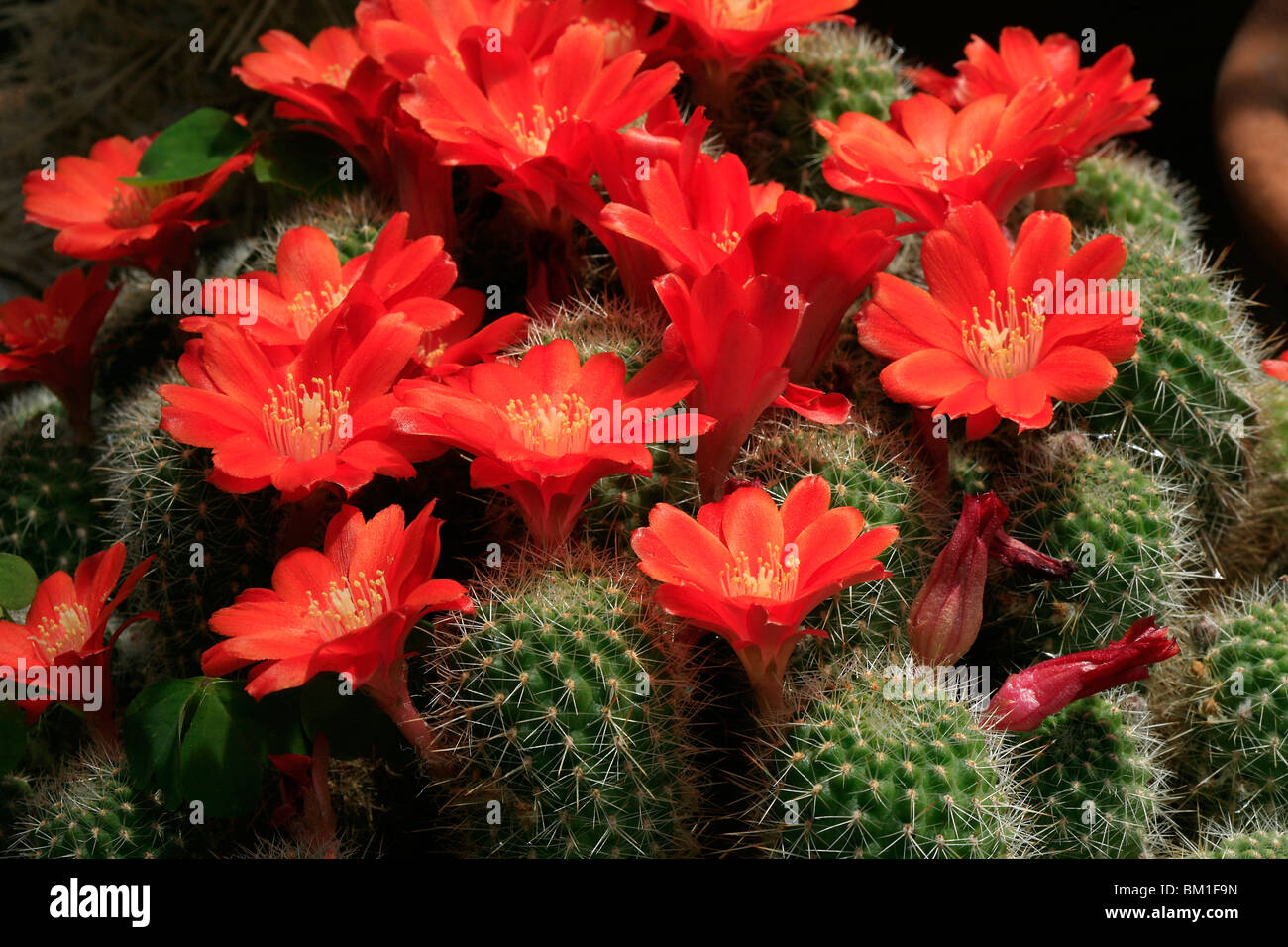 Rebutia sp., cactus Stock Photo