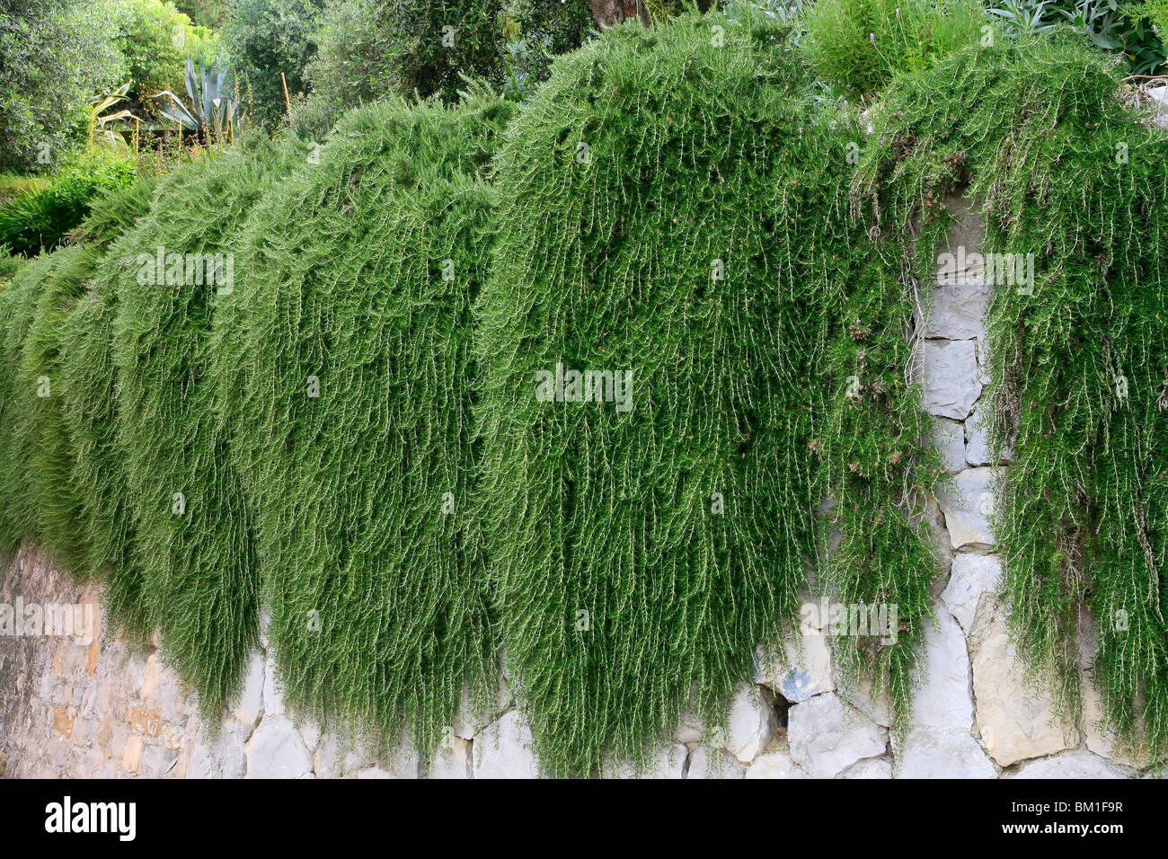 Rosmarinus officinalis 'Prostratus', rosemary, rosmarino Stock Photo