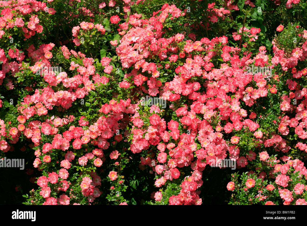 Rosa ground-cover 'Ferdy', ground-cover rose Stock Photo
