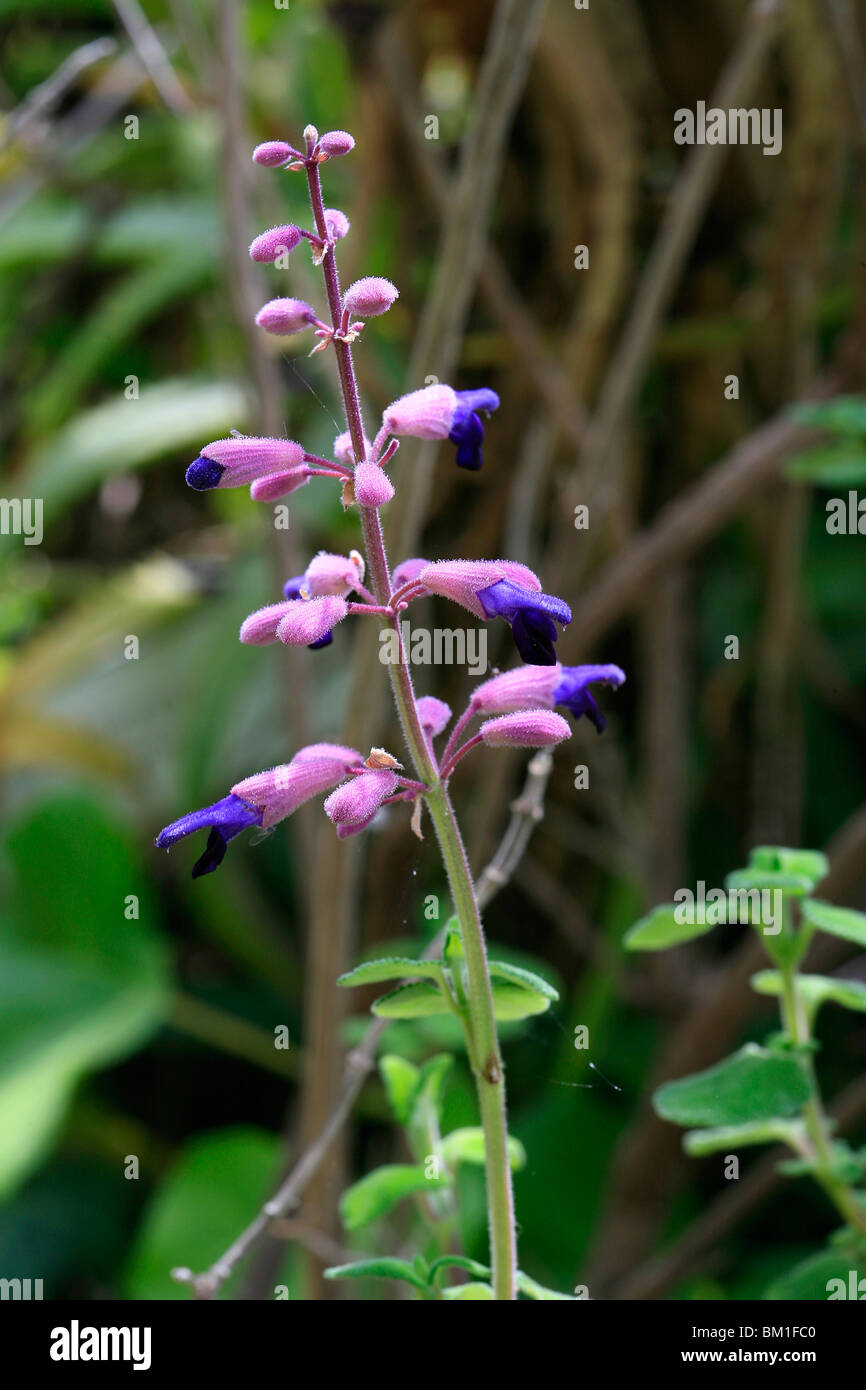 Salvia semiatrata, sage in bloom Stock Photo