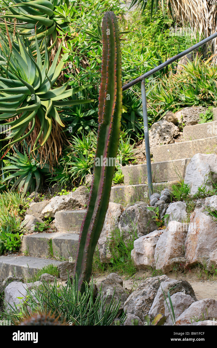 Stenocereus pruinosus, cactus Stock Photo