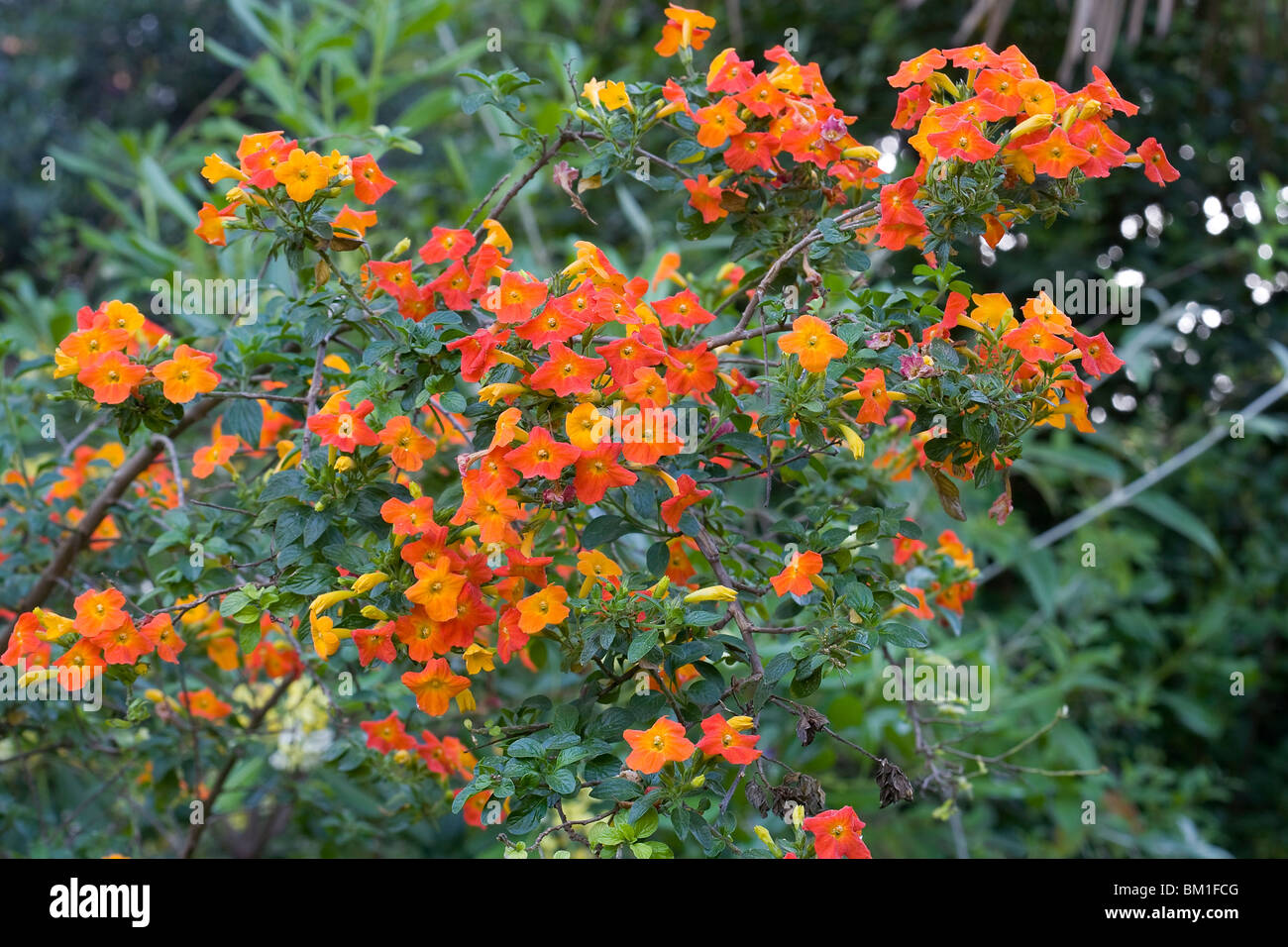 Streptosolen jamesonii, marmalade bush Stock Photo Alamy