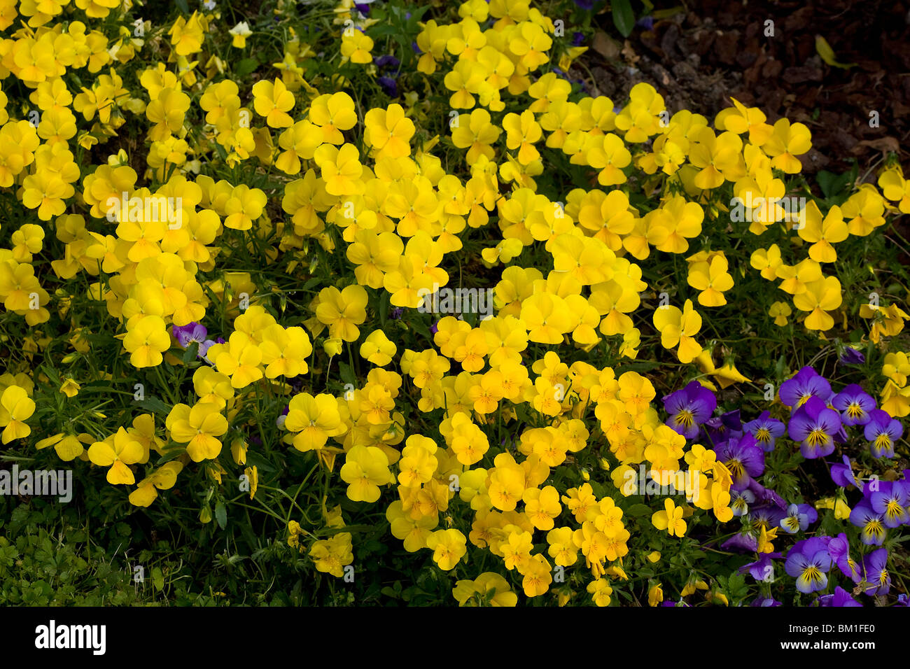 Viola cornuta, hybrid, violas, viola da bordura Stock Photo Alamy