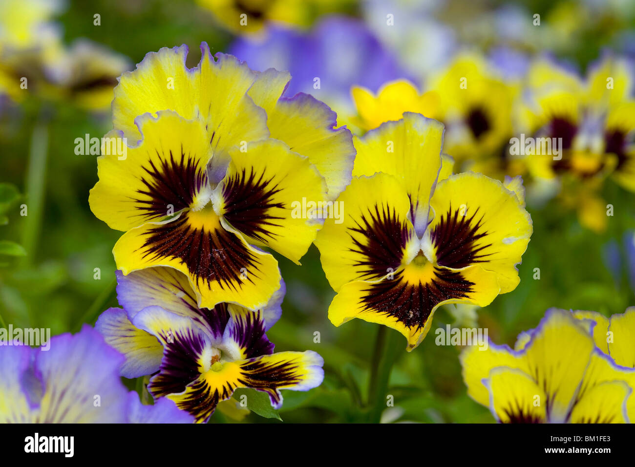 Viola x wittrockiana, hybrid, pansy, viola del pensiero Stock Photo - Alamy