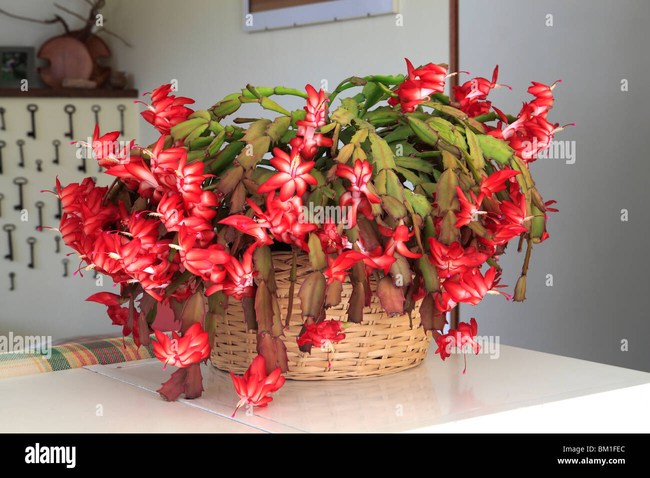 Zygocactus truncatus (Schlumbergera truncata), Christmas cactus Stock Photo - Alamy
