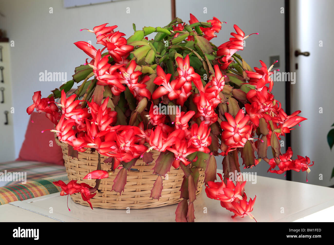 Zygocactus truncatus (Schlumbergera truncata), Christmas cactus Stock