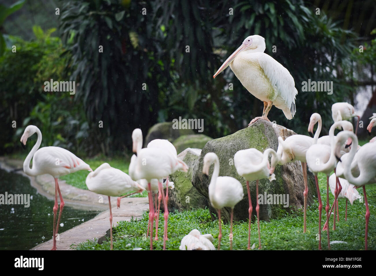 Pelican and flamingos, KL Bird Park, Kuala Lumpur, Malaysia, Southeast Asia, Asia Stock Photo