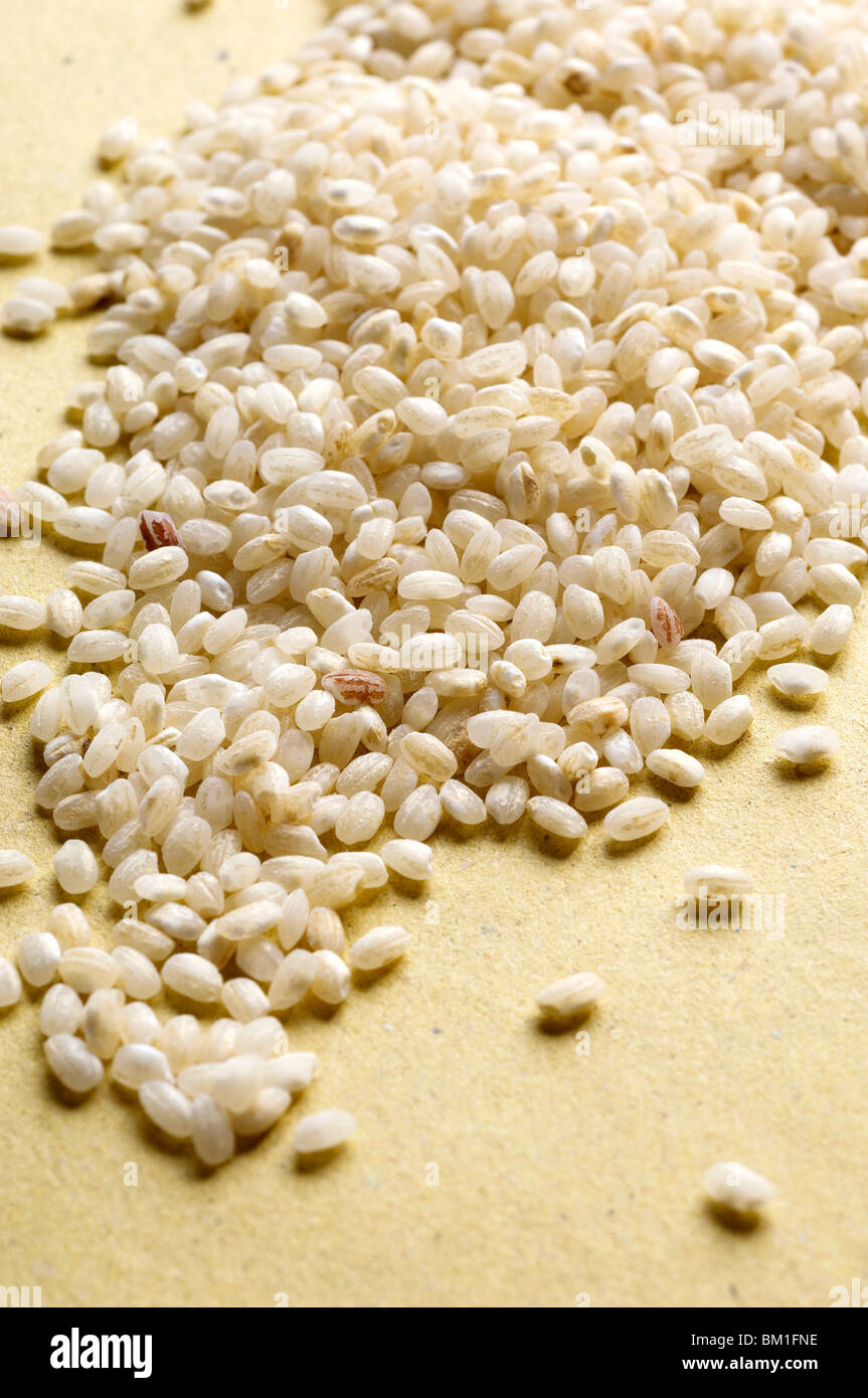 Rice grains, Vercelli, Italy Stock Photo - Alamy