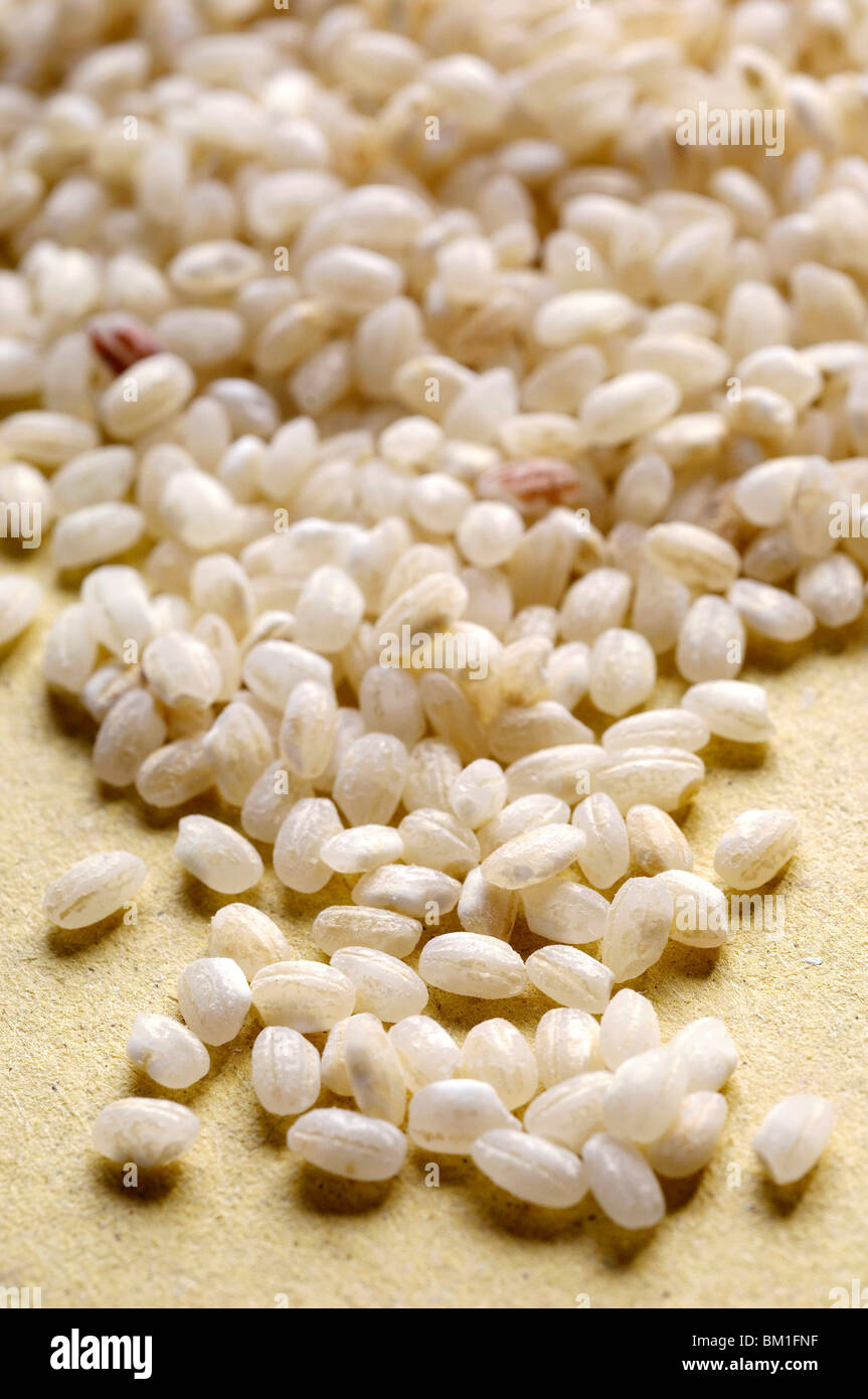 Rice grains, Vercelli, Italy Stock Photo - Alamy