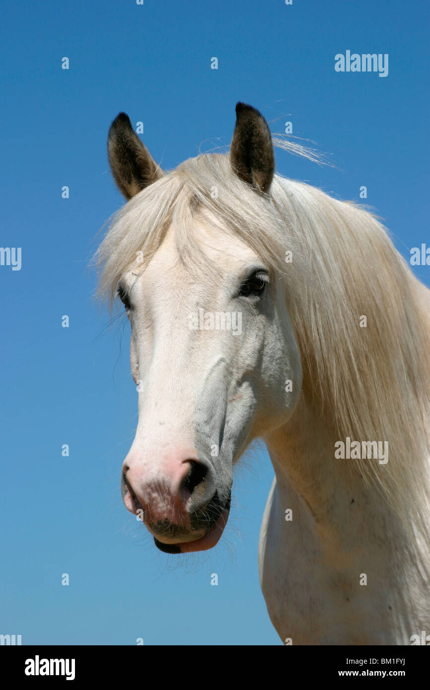 grey horse portrait Stock Photo