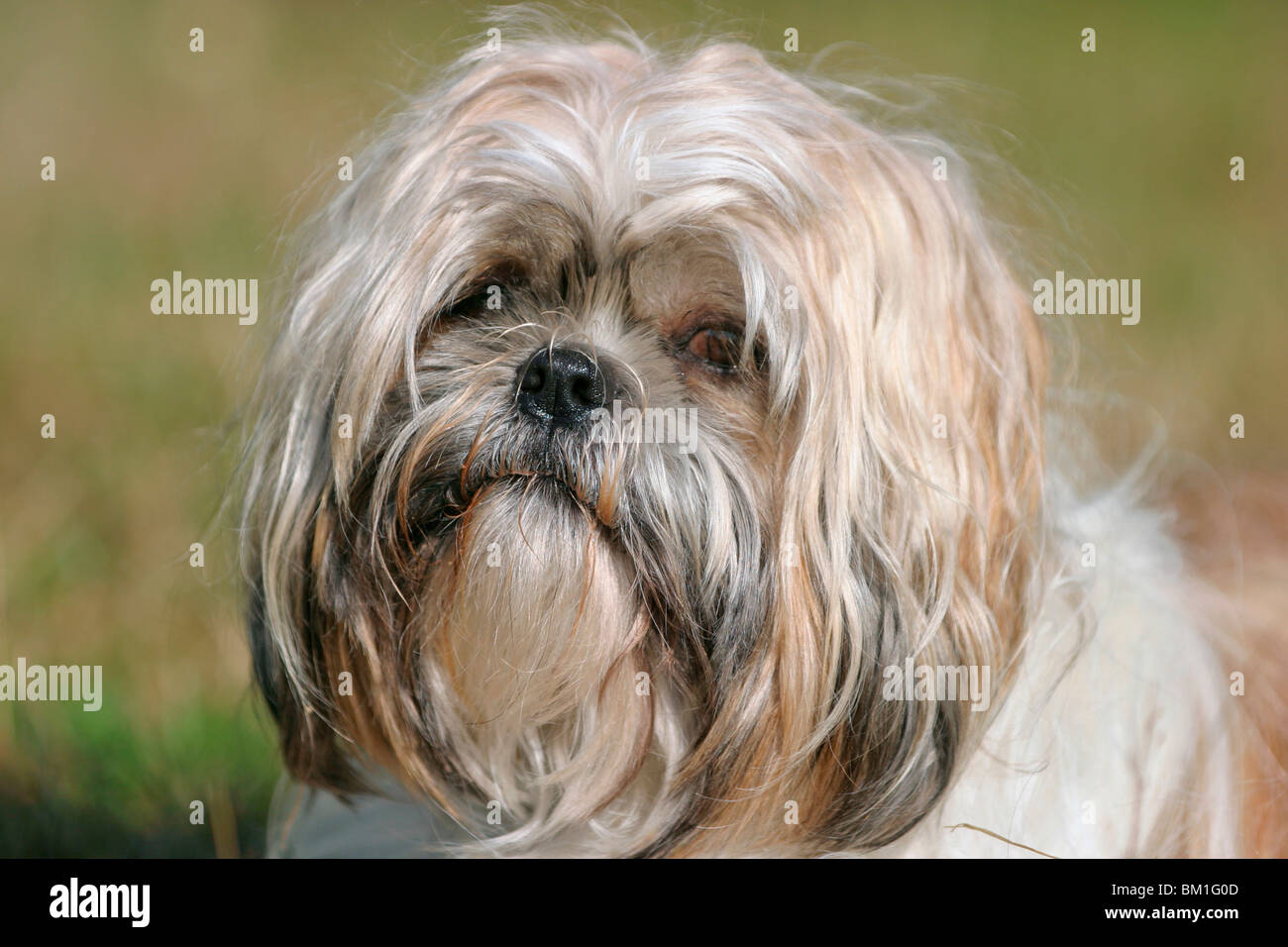 Sitzhu Shih Tzu Portrait Stock Photo - Alamy