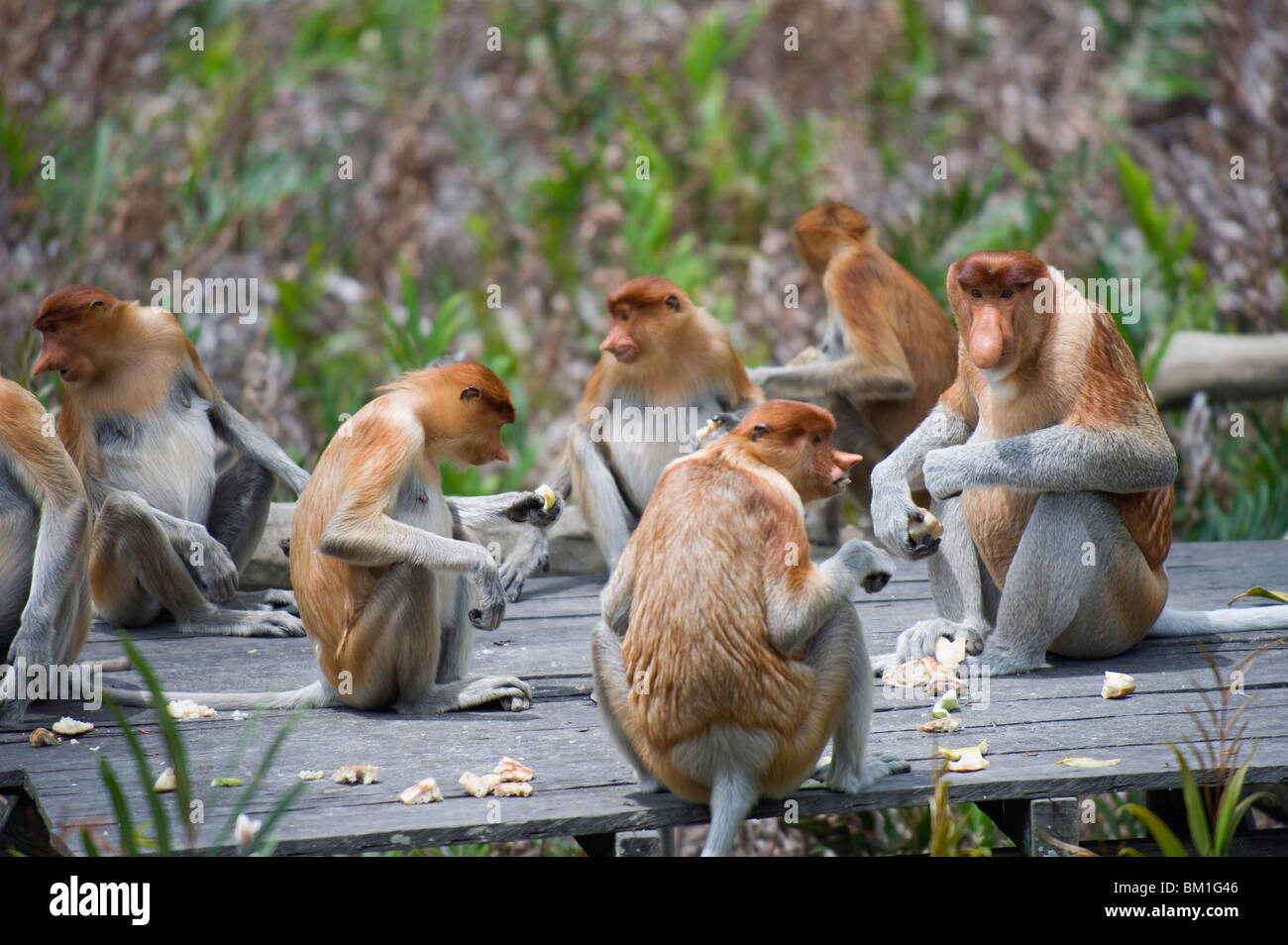 Proboscis monkeys, Labuk Bay Proboscis Monkey Sanctuary, Sabah, Borneo, Malaysia, Southeast Asia, Asia Stock Photo