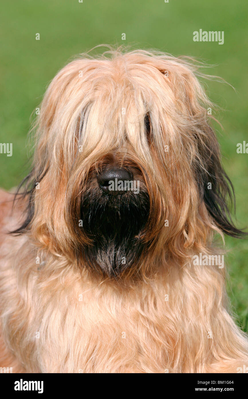 Briard Hund High Resolution Stock Photography and Images - Alamy