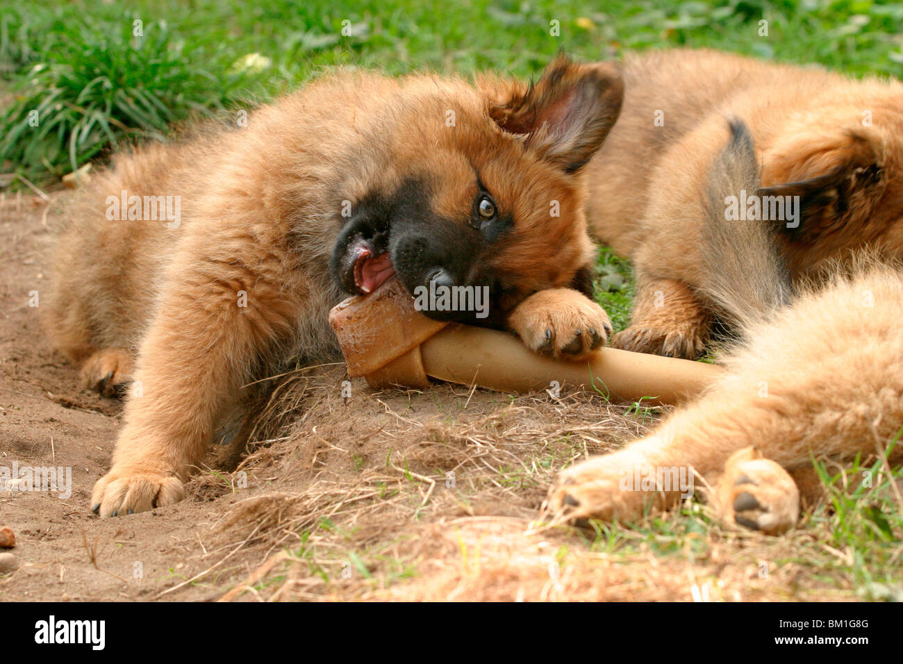 Harzer Fuchs Welpe / Puppy Stock Photo