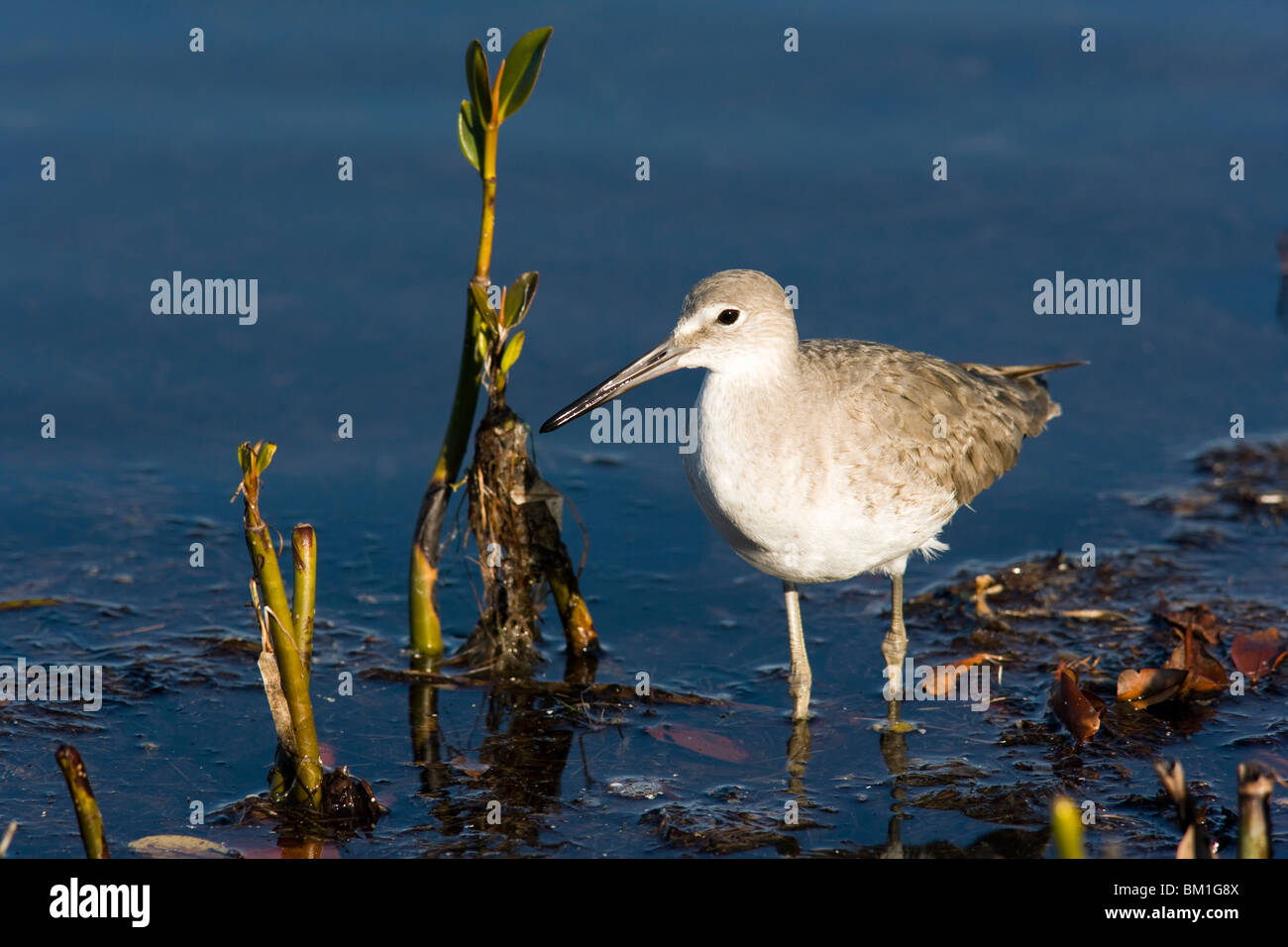 Willet - J.N. Ding Darling National Wildlife Refuge - Sanibel Island, Florida USA Stock Photo