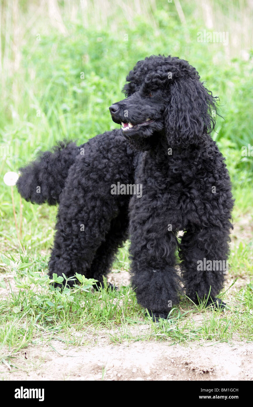 standing black poodle Stock Photo - Alamy