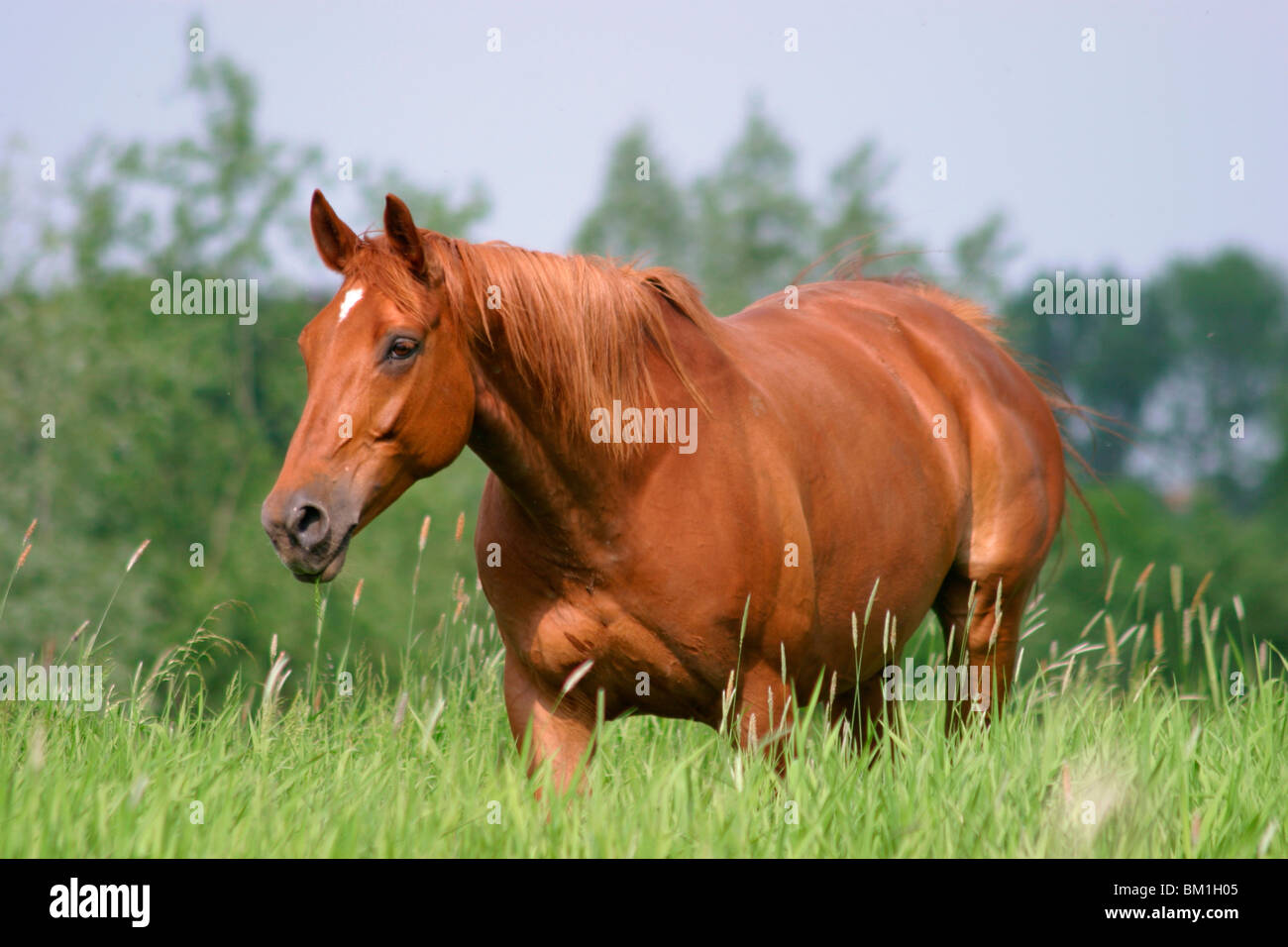 german riding horse Stock Photo Alamy