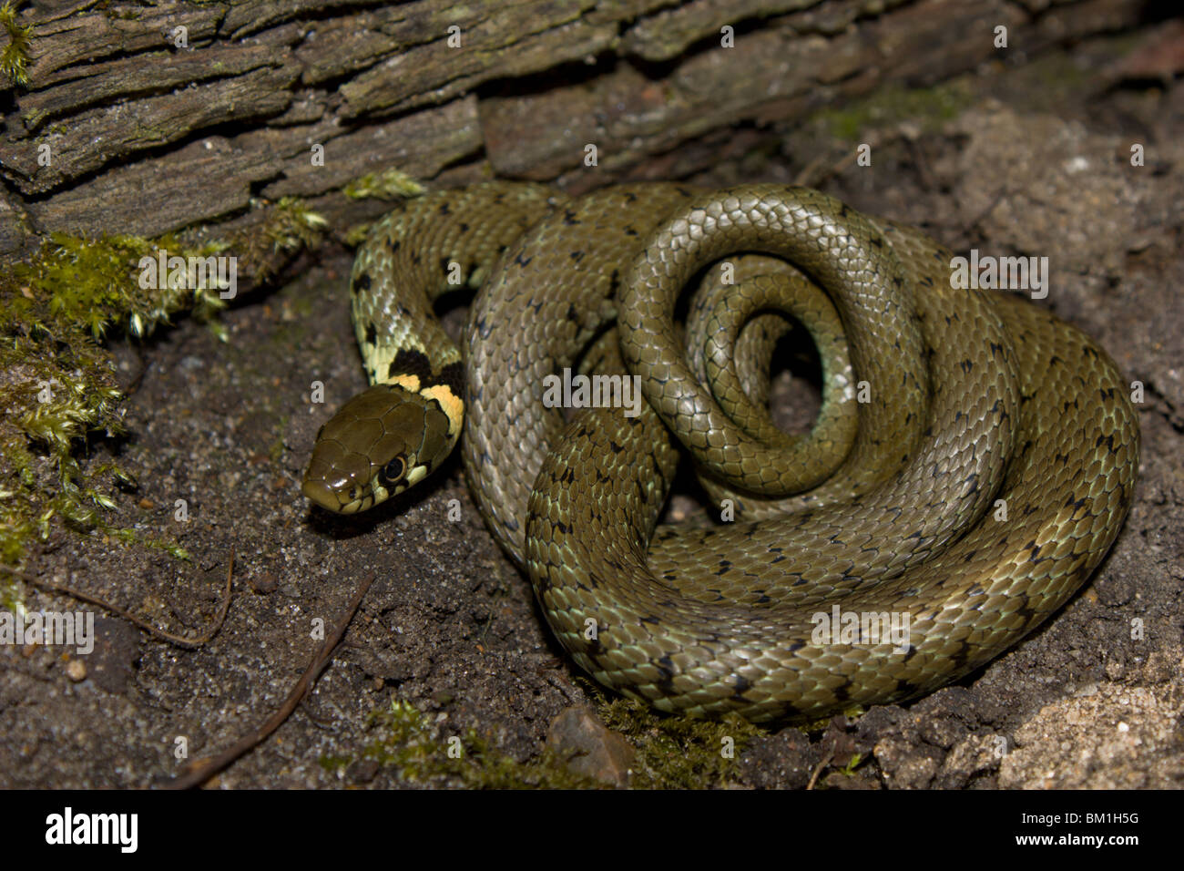 Grass snake (Natrix helvetica) found near a garden pond. Stock Photo