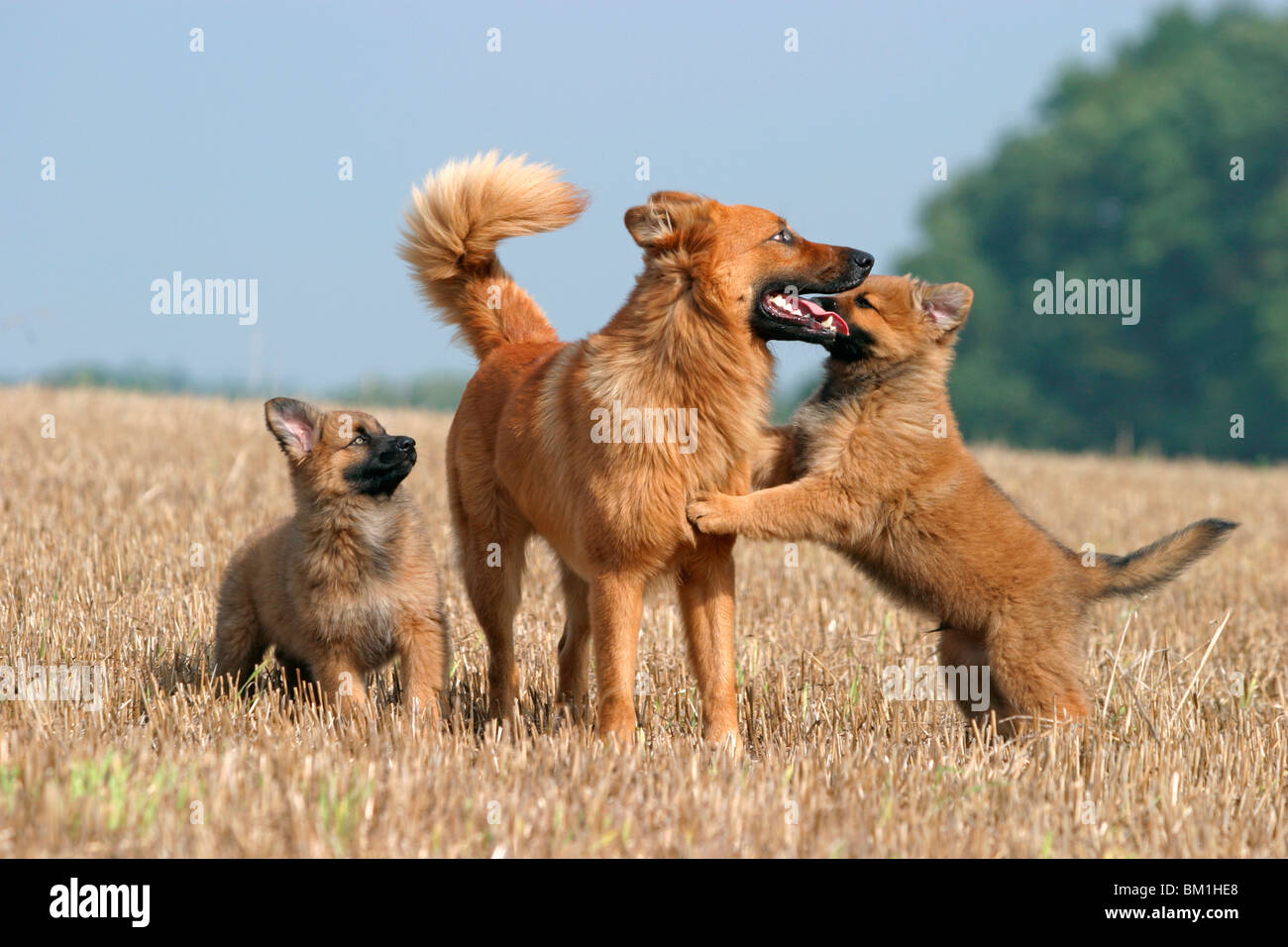 Harzer Fuchs Mutter & Welpen / mother & puppies Stock Photo