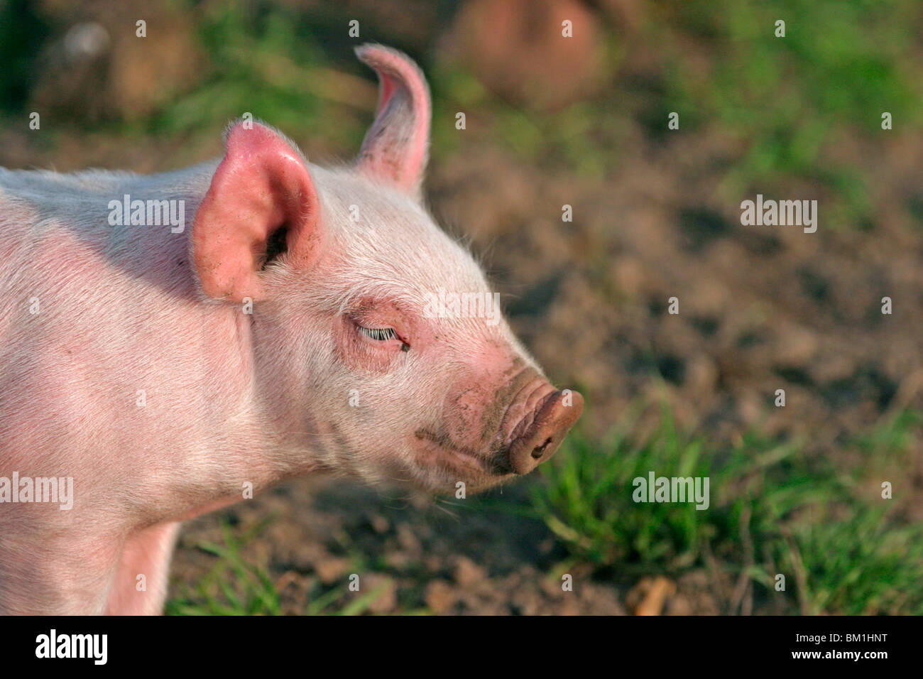 Schwein / pig Portrait Stock Photo